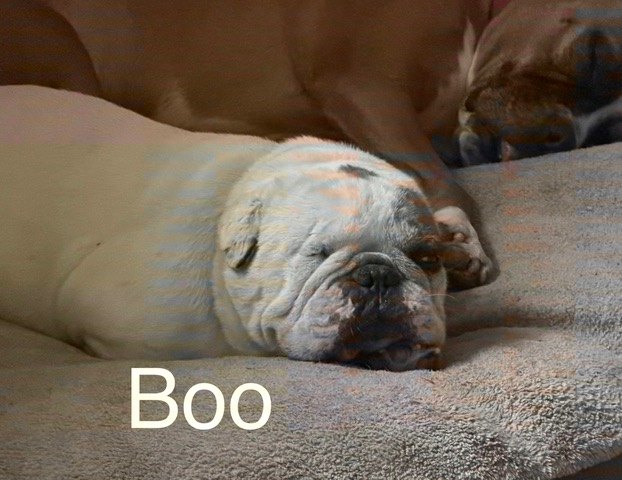 Boo, einer unserer Gnadenhunde