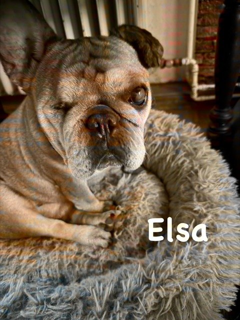 Elsa, einer unserer Gnadenhunde