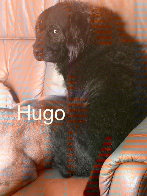 Hugo, einer unserer Gnadenhunde
