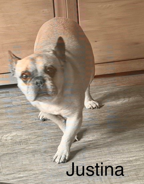 Justina, einer unserer Gnadenhunde