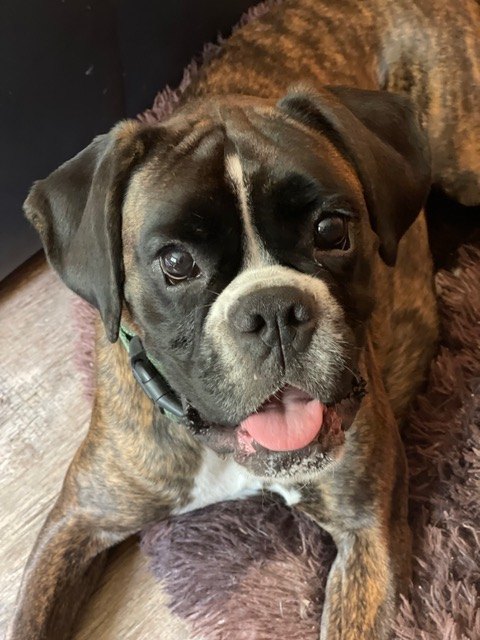 Leevke, einer der beiden Hunde von Anke