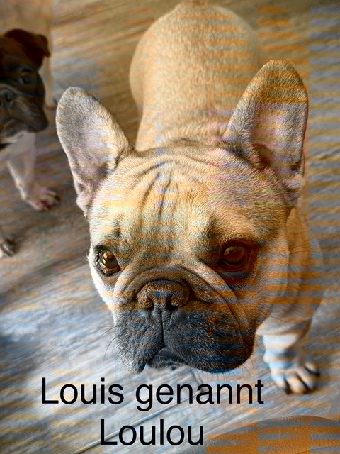 Louis „Loulou“, einer unserer Gnadenhunde