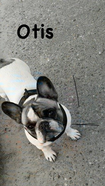 Otis, einer unserer Gnadenhunde
