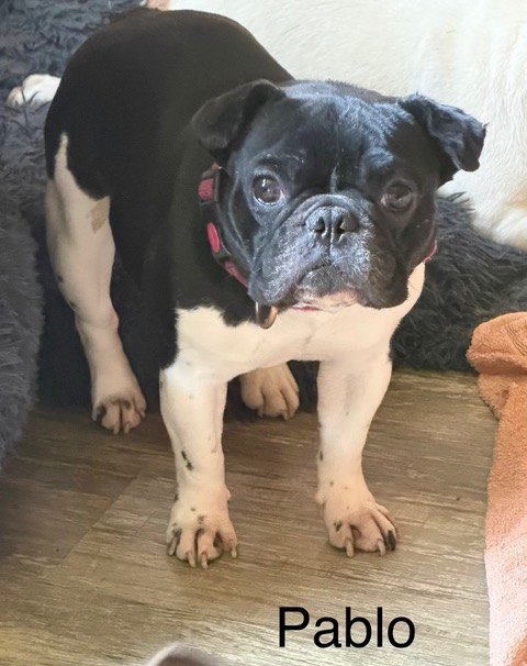 Pablo, einer unserer Gnadenhunde