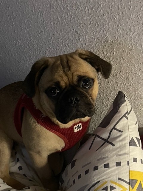 Paule, einer der beiden Hunde von Anke