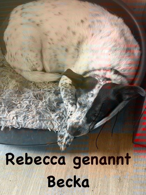 Rebecca „Becka“, einer unserer Gnadenhunde
