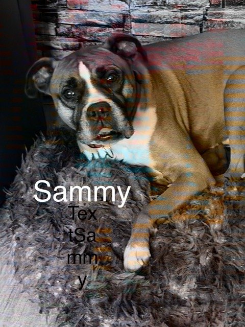 Sammy, einer unserer Gnadenhunde