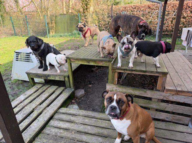 Das Rudel der GnadenWG auf der Holzterrasse in Grimersum, vorne ein Boxer
