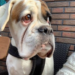 zuflucht_fuer_notboxer
